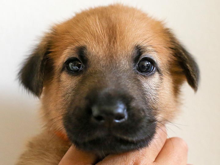 chinook puppy